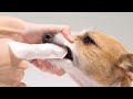 【犬　歯みがき】PETKISS　指サック歯みがきシート／1分15秒／ライオン