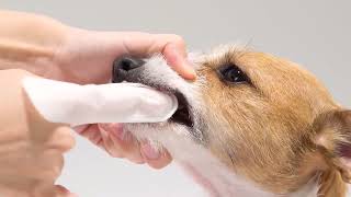 【犬　歯みがき】PETKISS　指サック歯みがきシート／1分15秒／ライオン