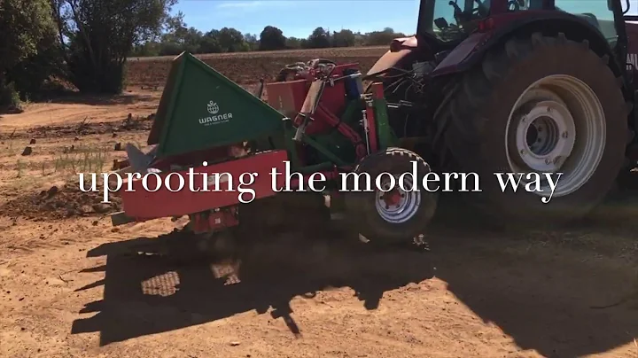 Vine removal with Valtra T213 and Wagner XL2 breaker plough