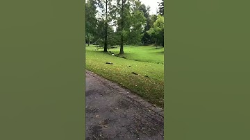 Basher SaberTooth first driving. Stock motor and shocks.