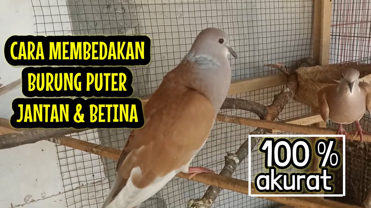 CARA MEMBEDAKAN BURUNG PUTER JANTAN DAN BETINA