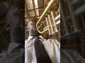 Afro Trumpet improvisation #afrolife #afrojazz