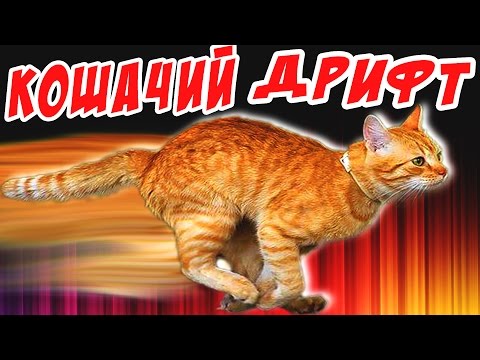 Видео: КОШАЧИЙ ДРИФТ