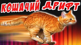 КОШАЧИЙ ДРИФТ