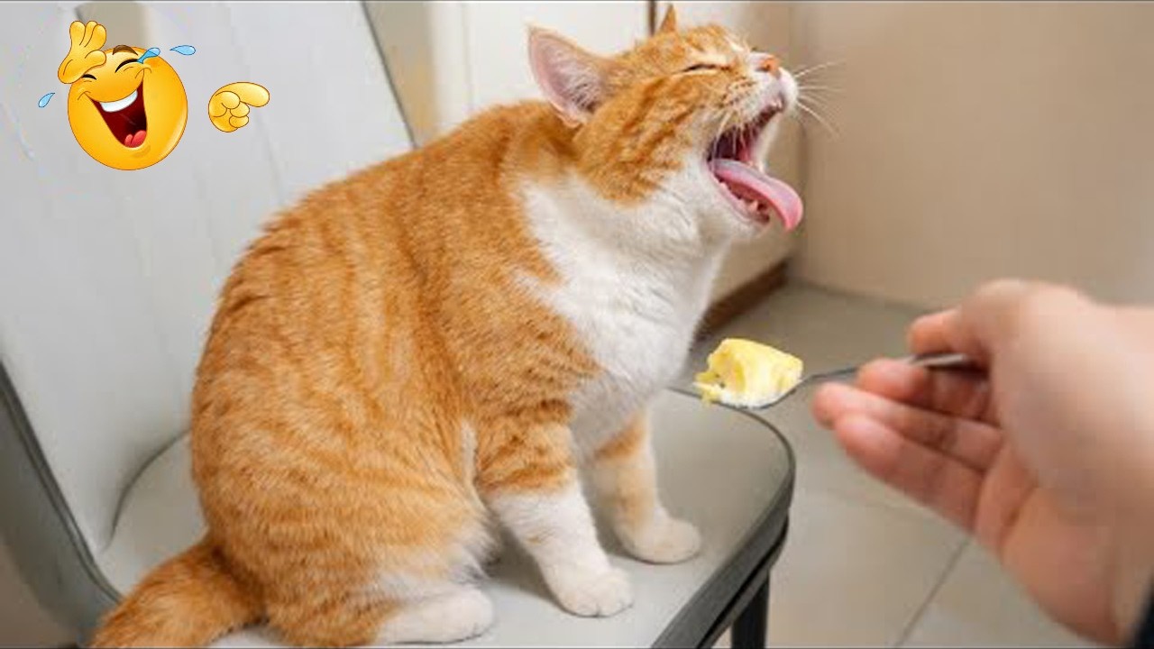 I’m 99.9% SURE You WON’T STOP LAUGHING 🤣 Funny Cat Moments 2026