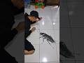 Tutorial Menggambar Kecoa dari Pasir Hitam  #art #animals