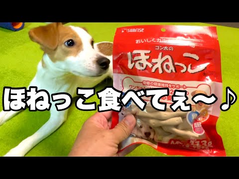 【健康】犬はカルシウムが人間の20倍必要！？［しゃべる犬 ジャックラッセルテリア］