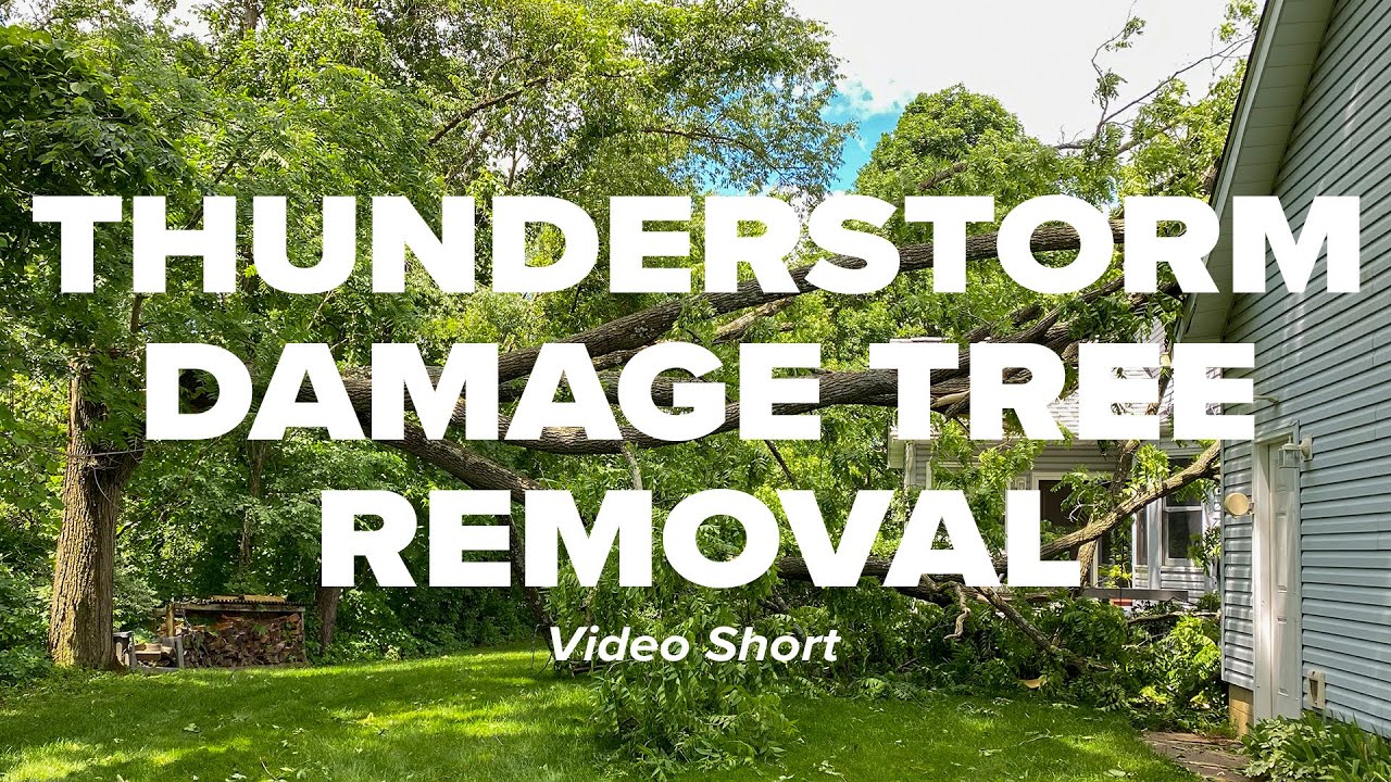 Thunderstorm Damage Tree Removal Short - YouTube