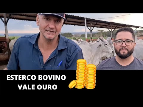 Vídeo: Quanto vale o estrume?