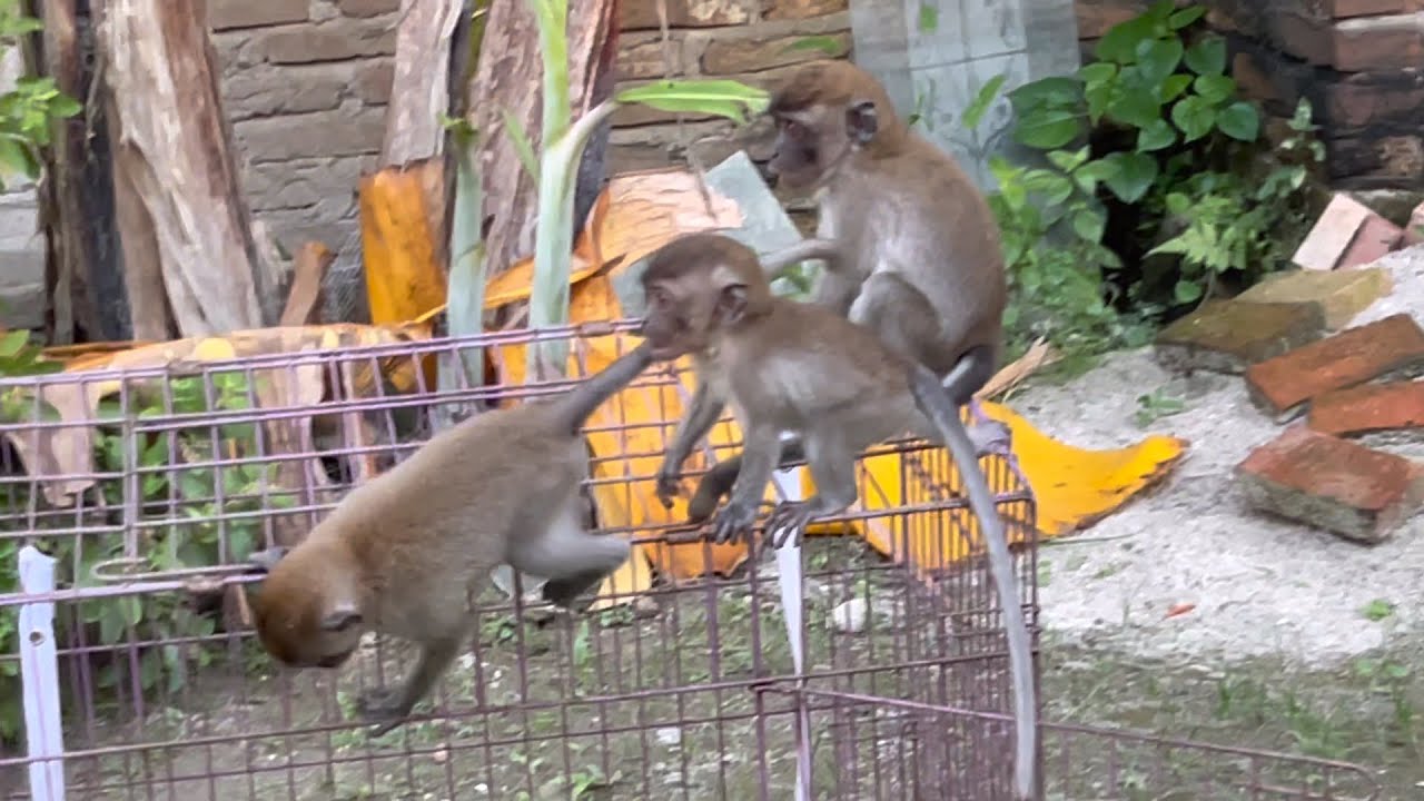It's so cute that Wini ran aimlessly when the others left the playground.