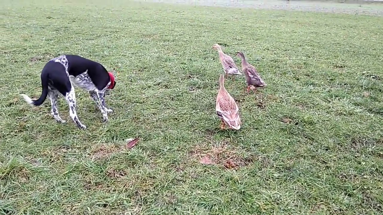 Ducks flirting with dog