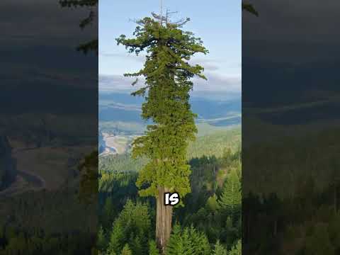 World’s Tallest Tree