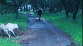 Maremma dog family on the Wairarapa Eco Farm CSA by Wairarapa Eco Farm CSA 140 views 5 years ago 1 second