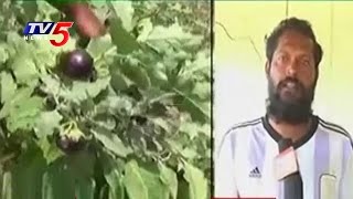 Warangal Farmer Earned Huge Profits on Eggplants Farming | Annapurna | TV5 News
