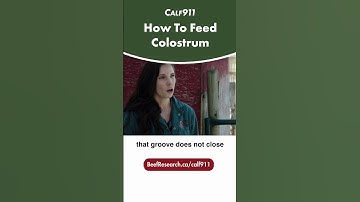 How to feed colostrum to newborn calves  #calving #calf911 #beefcattle