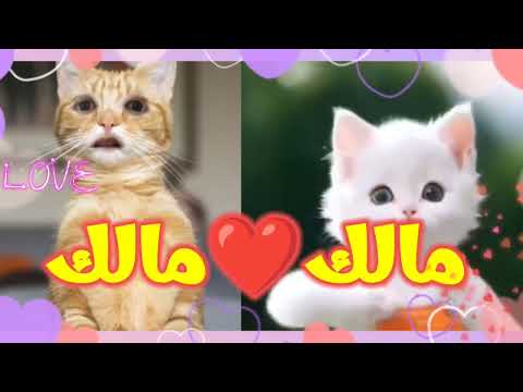 اغنية مالك مالك اغنية باسم مالك اغنيه مالك مالك مالك السعودية فلسطين سوريا الجزائر مالك