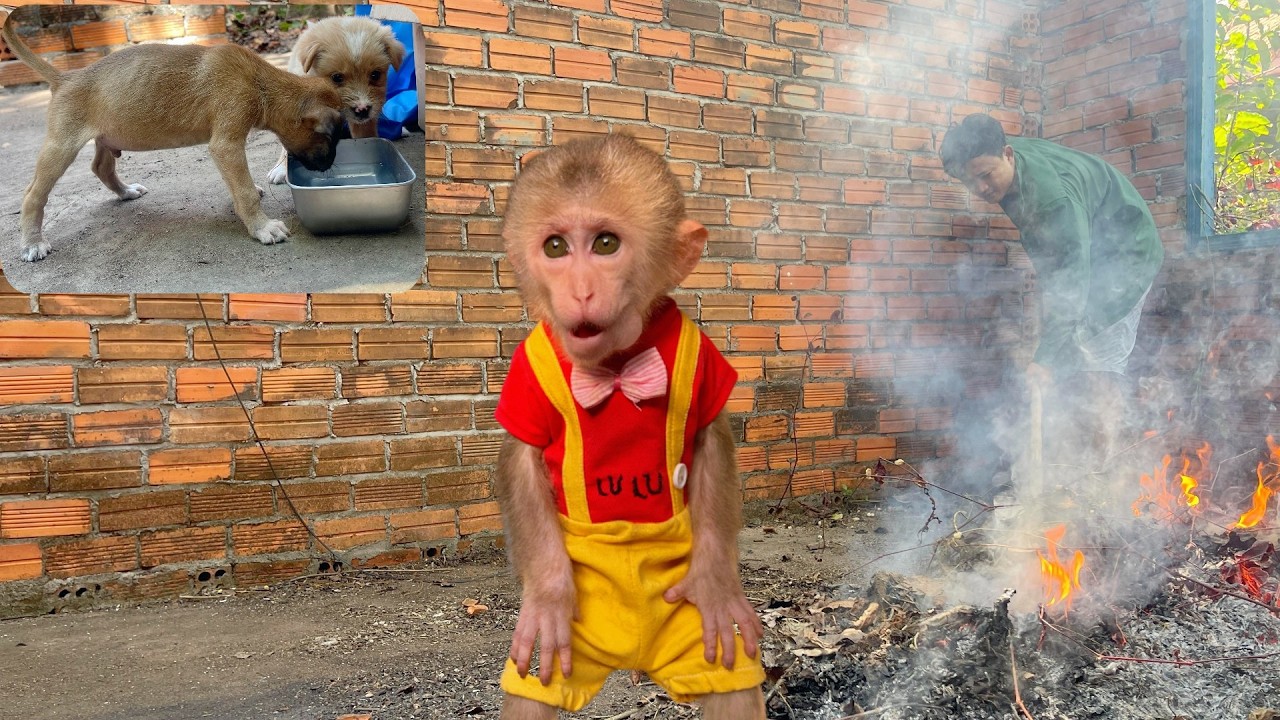 Lulu Helps Dad Care for Two Poor Puppies and Clean an Abandoned House