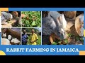 A SIMPLE RABBIT FARM IN JAMAICA w/ Mr. Sterling & Mr. Bernard-President || SRAJM