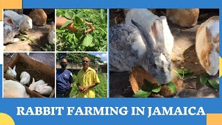 A SIMPLE RABBIT FARM IN JAMAICA w/ Mr. Sterling & Mr. Bernard-President || SRAJM