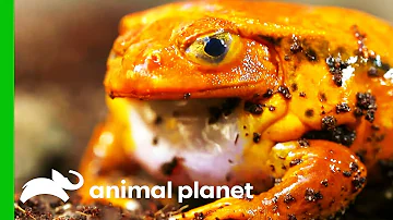 Testing The Incredible Capabilities Of The Tomato Frog | Little Giants