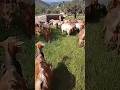 #goats #goatfarming #viralshorts #foryoupage