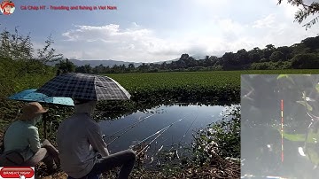 Câu đài ao bèo - Pha va hàng bất ngờ - Cận cảnh tín hiệu phao đài - Điểm câu hồ Vai Réo