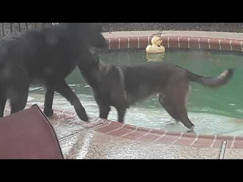 German Shepherd (Raven) vs Belgium Malinois (Onyx)