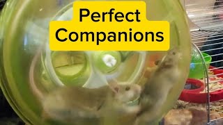 Perfect Companions: Housing an ASF Rat with a Male Mouse screenshot 3