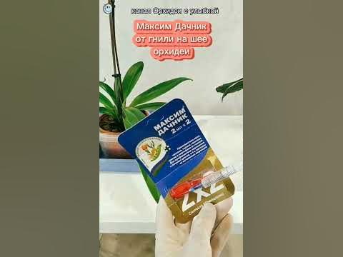 Максим дачник от гнили на шее орхидеи #орхидеи #орхидеяуход #orhid # ...