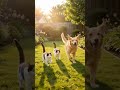 cat chasing dog  funny moments
