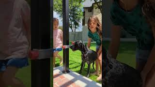 Nothing distracts a dog from her bully stick.   #enrichment #bullysticks #dogs #dogsafety