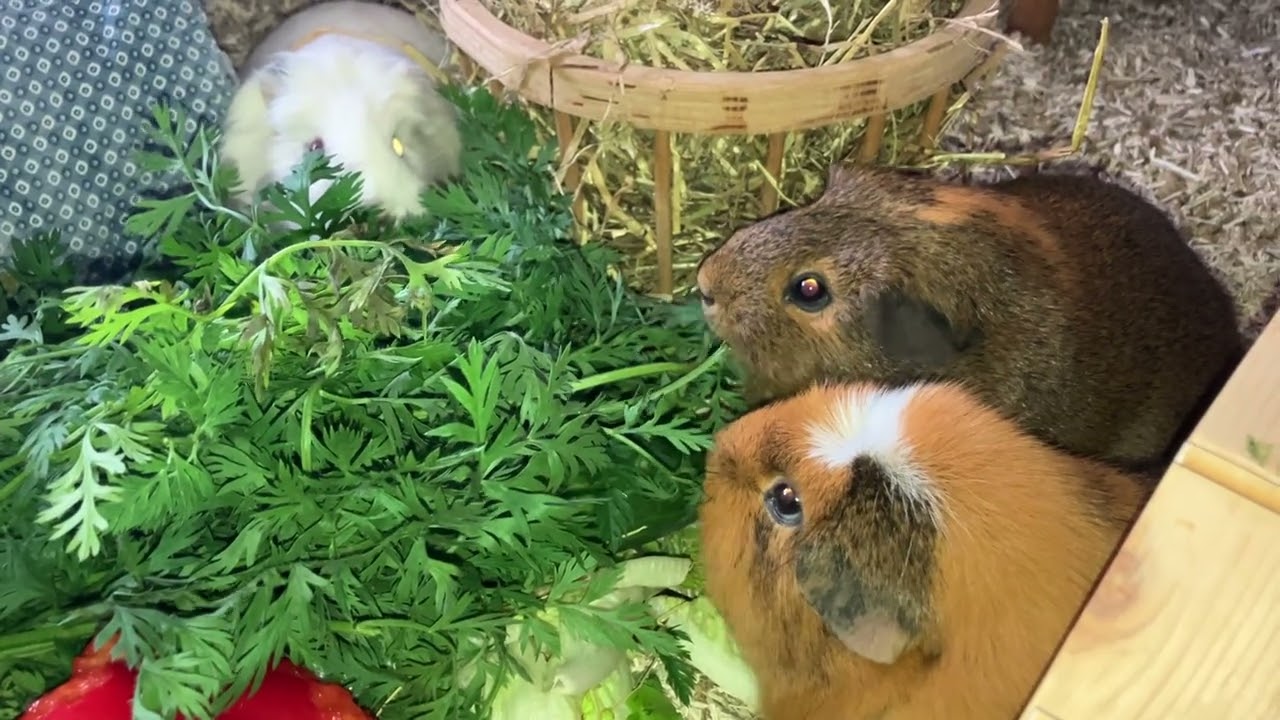Cute Guinea pigs munching fresh greens 
