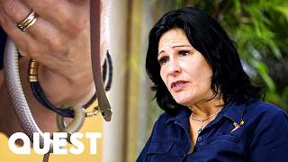 Venomous Whip Snake Bite Causes Dangerous Swelling On Catcher | Snake Catcher