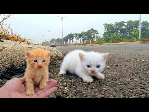 meowing kittens, homeless kittens, cute kittens after being rescued,