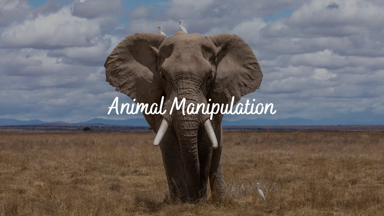 Animal Manipulation - Subliminal Audio