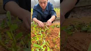 How Amazing To Grow Orchids Propagate Plant Fast And Easy