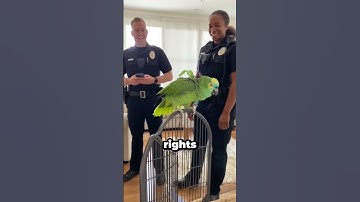 Deze papegaai beschermt de privacy van zijn baasje