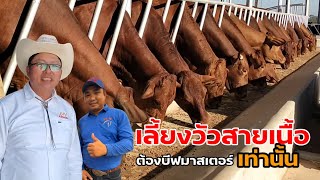 เลี้ยงวัวสายต้องบีฟมาสเตอร์เท่านั้น เยี่ยมชมฟาร์มวัวบีฟมาสเตอร์ที่ใหญ่ที่สุดในประเทศไทย