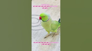 تلاوه خاشعه من الذكر الحكيم #birds #parrotparrot #foryou #parrot #اكسبلور #cutebird #love