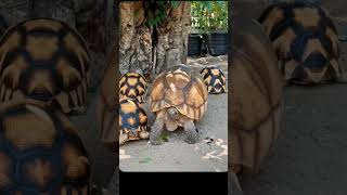 Ploughshare Tortoise #tortoise #viral #trending #pets #vlog #love #cute #fyp #video #shorts #fypシ