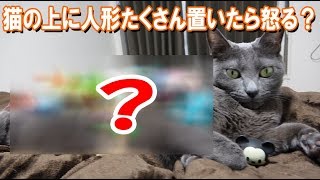 猫のお腹の上に指人形たくさん置いたら怒るのか実験してみた - A doll was placed on the cat -