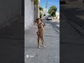 DO NADA… o cachorro começa a dançar break 😂🐕💥 #sora2