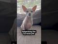 Are you struggling today? #dramatic #sirremingtonmartin #funnyshorts #cute #puppy #dog #chihuahua