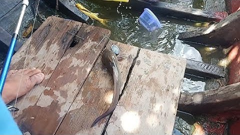 Ăn Nhậu TV# Câu cá pas5. Dính toàn cá Ngác  ( cá Phèn.  Cá Út  ) liên tục