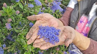 Grow Your Very Own 'SOAP BUSH' Plant And Never Buy Hand Soap Again! by Plant Abundance 12,298 views 11 months ago 4 minutes, 4 seconds