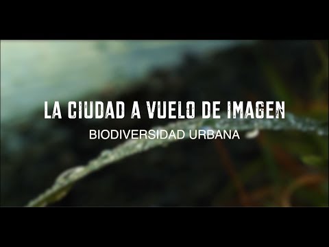 Video: Biodiversidad Sobre La Ciudad