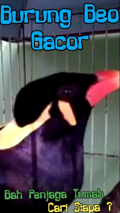 Halo Cewek Cari siapa? Kata Burung Beo