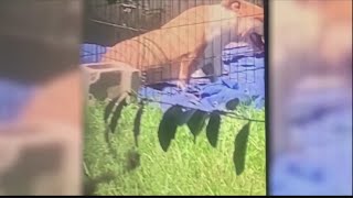 Dogs Removed From Savannah Home After Video Of Crated Pitbull Spread Online