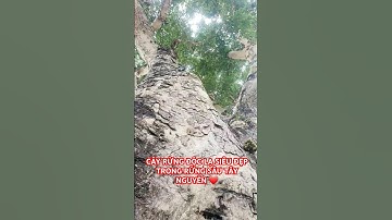 CÂY RỪNG ĐỘC LẠ SIÊU QUÝ HIẾM TRONG RỪNG SÂU TÂY NGUYÊN