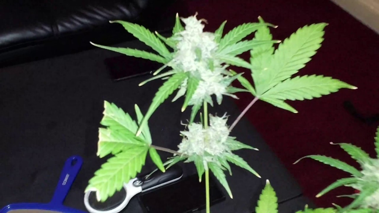 cannabis grow bubblelicious strain (nirvana seed) plant overview C.H.H.A.Y cultivator